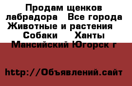 Продам щенков лабрадора - Все города Животные и растения » Собаки   . Ханты-Мансийский,Югорск г.